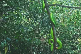 45种野生动物2020年底前停止养殖，你认识几种？它们长这样图片