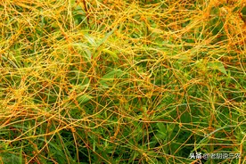 农村俗语：“公牛性无能，多喂无娘藤”，是啥意思？图片