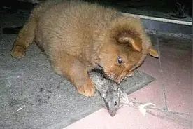 小伙收养一只小土狗，懂事小土狗为报恩，第二天就干了一件大事图片