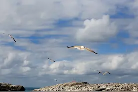海鸥岛在番禺区石楼镇范围内，面积34.61 平方公里图片