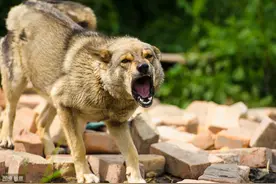 狗狗想要咬你怎么办？不用怕！这6个方法让你脱离危险图片