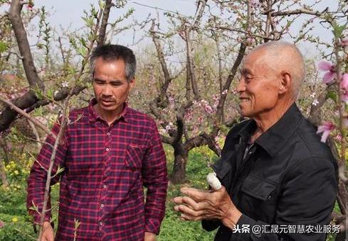 桃树控梢新方法，不用多效唑，那用什么呢？