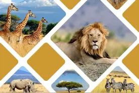 全面禁止野生动物，你知道自己曾吃了多少野生动物吗？图片