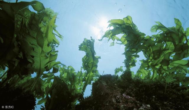 诱鱼剂，俗称小药，它到底是什么物质有如此神奇的效果？