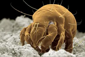 被子有螨虫，全身痒睡不着？老奶奶教你一招，让螨虫消失图片