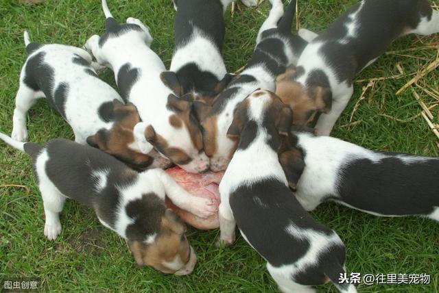 科普：养狗，这6种营养物质，缺一不可