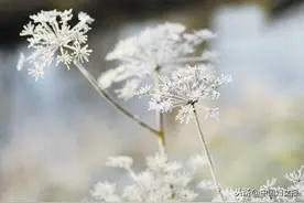 为什么那么多人没领过这笔津贴？图片