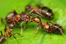 被“僵尸真菌”寄生后的僵尸蚂蚁已出现，人类会出现生化危机吗？图片