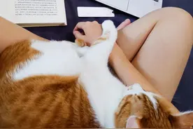 17.4一袋的pidan猫砂它不香吗？│平民窟女孩养猫的省钱秘籍图片