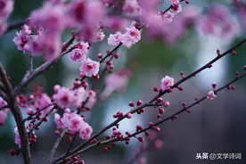 诗词里的春天 | 竹外桃花三两枝， 春江水暖鸭先知图片