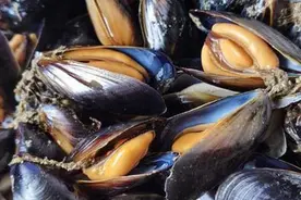 春吃海虹正当时，可你知道胶东沿海地道的吃法是怎样的呢？图片