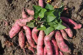 红薯开花意味着什么？也许你还不知道图片