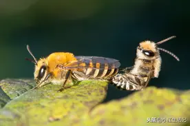 雄蜂除了与蜂王交配外就一无是处？这些释放出来的信号你知道吗图片