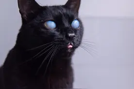 黑猫会带来好运的说法，据说起源于古埃及或中世纪，说法不一图片