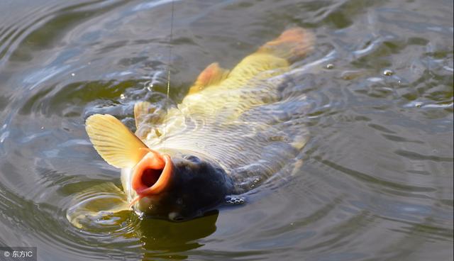 诱鱼剂，俗称小药，它到底是什么物质有如此神奇的效果？