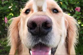 巧手匠心！美国艺术家为宠物制作毛毡“分身”玩偶惟妙惟肖图片