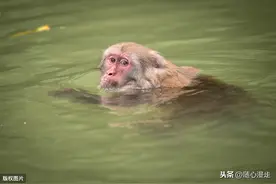 广西龙虎山实拍野生猴群图片
