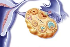 女性早知：为何月经不调会引起不孕？图片