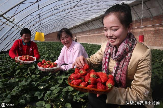 鑽夎帗鑺辫娊鍒嗗寲鐨?澶у奖鍝嶅洜绱犲拰淇冧娇鑺辫娊鎻愬墠鍒嗗寲鐨?涓鐞嗘妧宸? onerror=