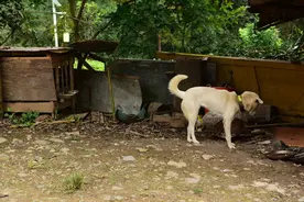不吃筷子上的食物，并不是中华田园犬自卑，而是它坚守的品种规矩图片