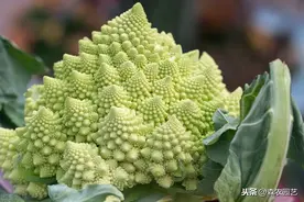 夏、秋花椰菜育苗技术，高产的关键因素要掌握，很实用的技巧图片