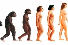 人体简史：为什么只有人选择了直立行走图片