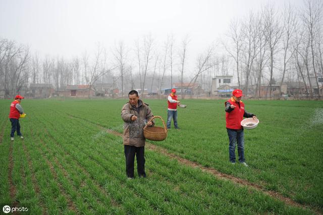 氨基酸肥能增强抗性、提高品质！但是浓度不对，效果天差地别