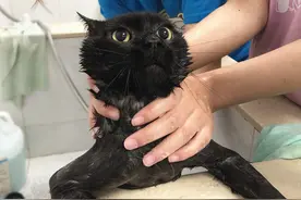 猫咪洗澡挣扎得厉害，工作人员请来帮手，卡住了它命运的喉咙图片