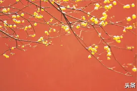 《卜算子•咏梅》料峭寒冬，毛泽东和陆游老人家笔下的梅有何异同图片