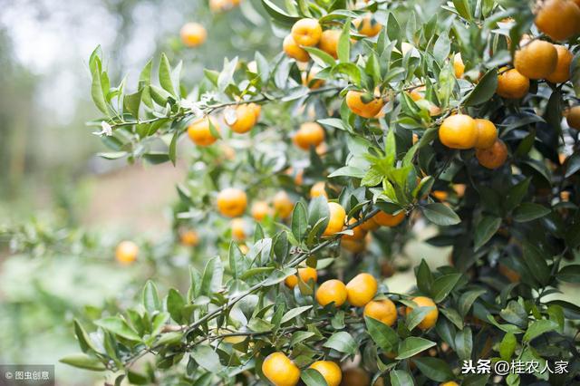 柑橘为什么容易出现中微量元素缺乏？ 怎样矫治柑橘缺素症呢？