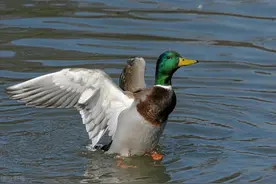 野鸭的高产养殖技术，做好繁殖正确做法，有效提高养殖户经济效益图片