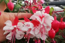 7种“垂吊花”，阳台一挂，开成花瀑布，垂下2米长，邻居都羡慕图片