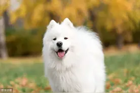 微笑天使萨摩耶图片