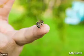 蜜蜂体内为什么会排出小白虫？养蜂人告诉你原因，附解决办法图片