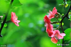 芳香四溢海棠花图片
