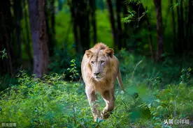 亚洲狮Asiatic Lion图片
