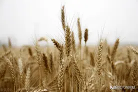 粮食是美国制造危机的终极武器，粮食安全背后，还关系着金融安全图片