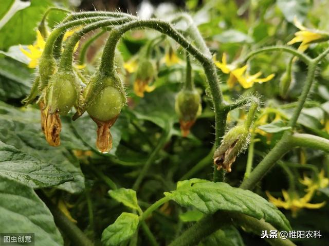 植物生长调节剂与植物激素有什么不同，这篇文章告诉你
