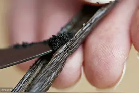 长三年才结果，一天开一朵花，一朵花开一天，香草原来是这样生长图片