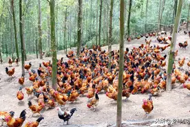 鸡的破坏能力有多强？森林变荒漠一点都不夸张图片