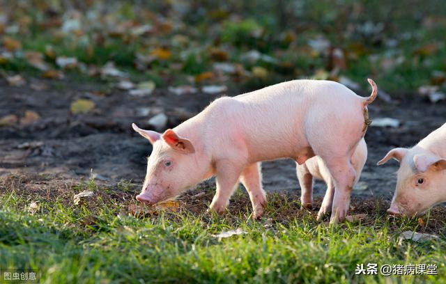 猪常见营养性疾病的分析