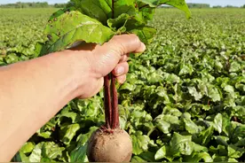 甜菜纸筒育苗移栽技术，掌握好这些，高产不再难图片