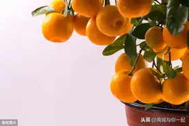 果树抹芽的不二秘诀图片