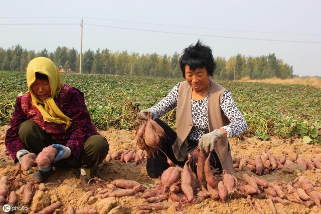 红薯种植的价值