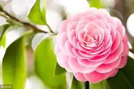 夏天养茶花，掐芽工作做好了，花苞才能“咕噜”冒图片