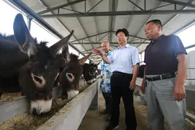 有些人说肉驴收入3万/只，可是为什么很少有人养殖呢？图片