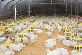 肉鸡脱水、腹泻、过料怎么办？一文教你治疗方法图片