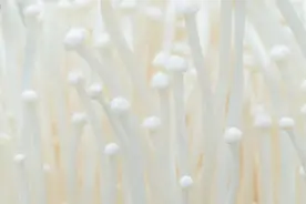 金针菇的生长发育条件，只要了解这些关知识，才能保质保量图片