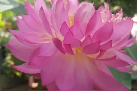 家有小院，别忘了养一缸荷花，3个用途，各个实用图片