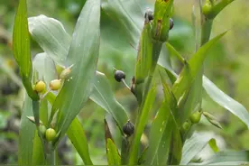 经常被用于串门帘，村民把它叫做“来尿珠”，现在却身价倍增图片